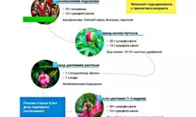 Подкормки пиона Корал Чарм