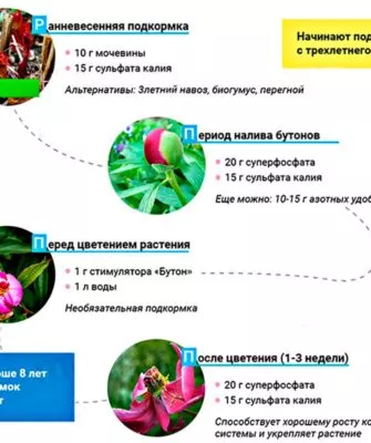 Подкормки пиона Корал Чарм