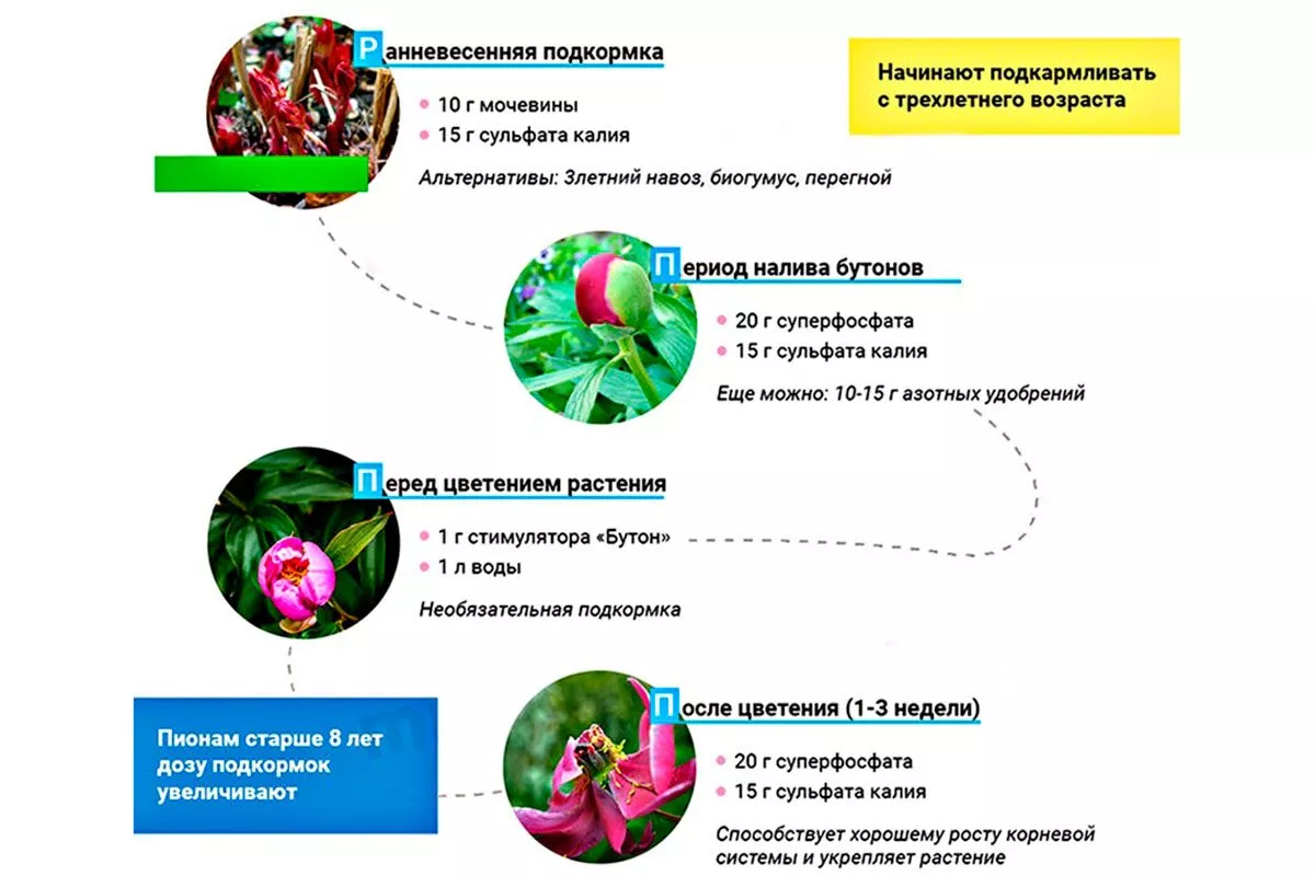 Подкормки пиона Корал Чарм