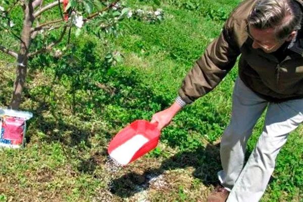 Подкормки уход за грушей44