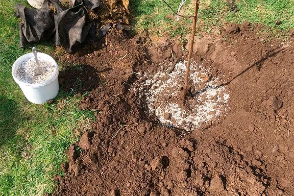 Подкормки Яблони Долго13