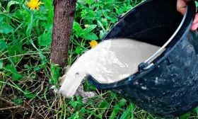 Подкормки Яблоня Беркутовское13