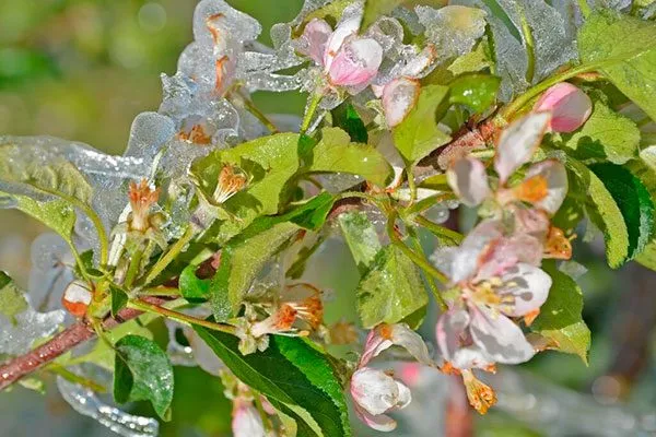 Подмерзание Осыпание сливы17