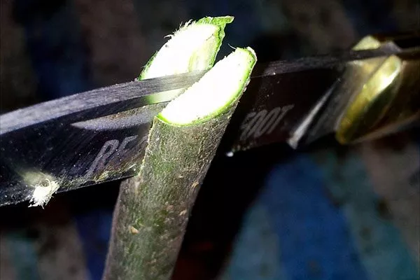 Подвой обрежьте и расщепите вдоль ствола