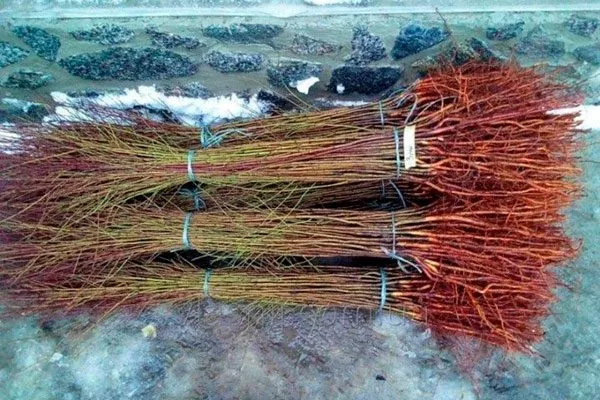 подвой размножение алычи23