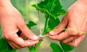 Подвязка огурцов Санькина любовь13