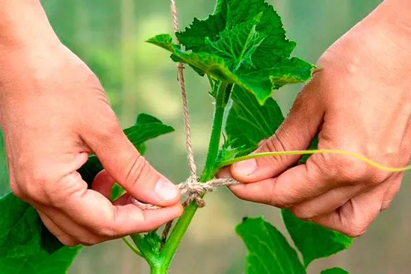 Подвязка огурцов Санькина любовь13