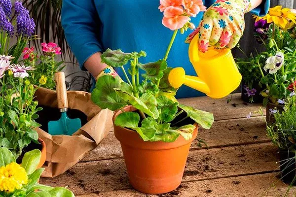 полив 1 Формирование герани18