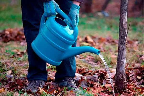 полив Алыча и слива11