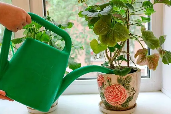 полив Формирование герани19