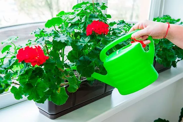 Полив и подкормка пересадка герани14