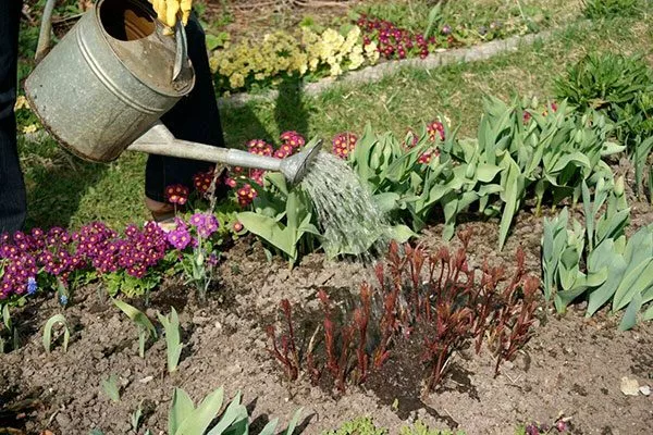 Полив и подкормка пиона Ред Чарм10