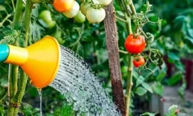 Полив и подкормка томатов Винный кувшин12