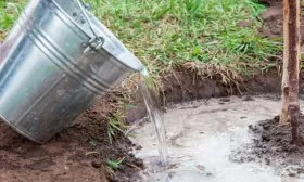 Полив и удобрения груши Память Жегалова20