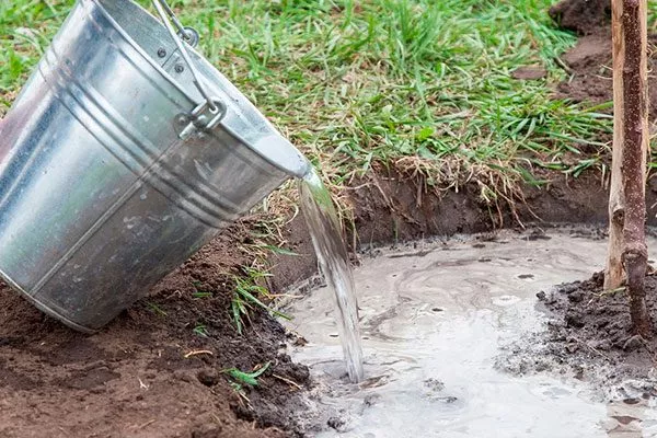 Полив и удобрения груши Память Жегалова20