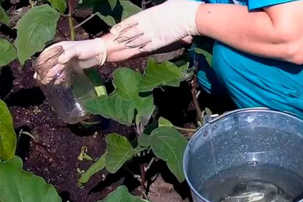 полив Паутинный клещ28