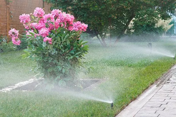 Полив пересадка пионов24