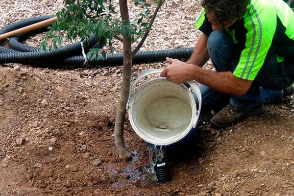 полив под корень Болезни вредители ирги21