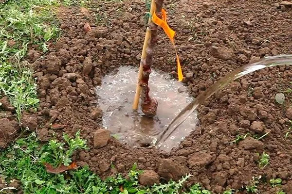 Полив под корень как поливать9