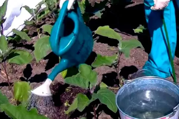 poliv полив баклажанов1