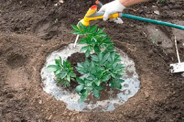 полив посадка пионов26