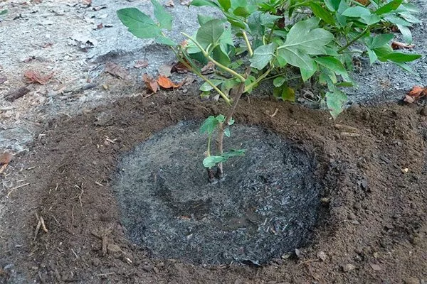 полив посаженного пиона посадка пионов25