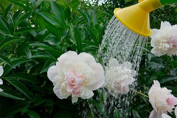 полив сохнут бутоны пиона12