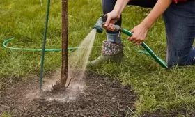 Полив Яблони Долго14