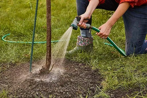 Полив Яблони Долго14