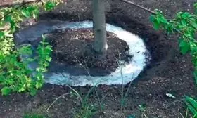 Полив яблони Семеренко