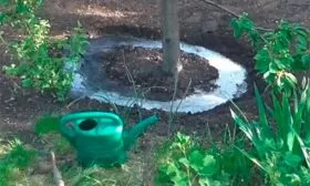 Полив яблони уральское наливное11