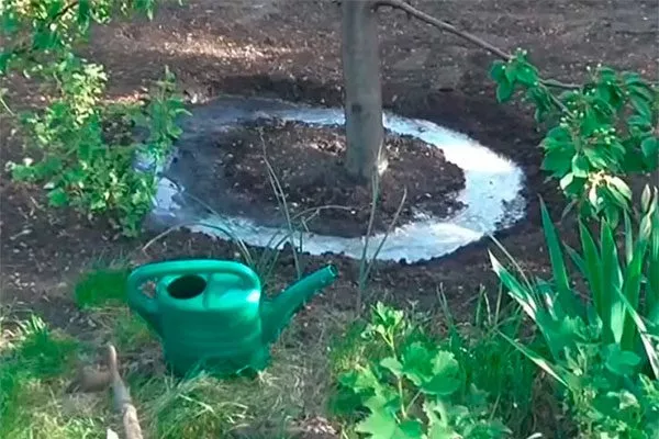 Полив яблони уральское наливное11