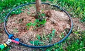 полив яблони2