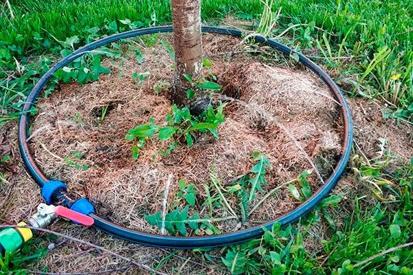 полив яблони2