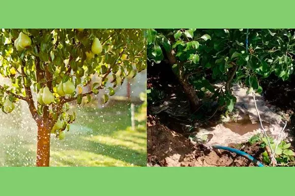 поливать грушу уход за грушей45