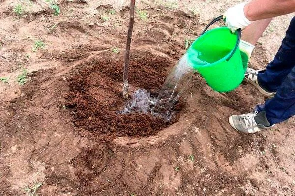 поливать саженцы сразу после посадки как поливать10