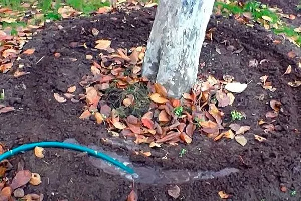 поливать сливу на зиму как поливать11