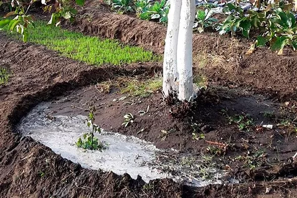 Поливайте глубоко Полив яблони20