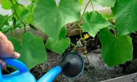 Поливы огурцов Санькина любовь15