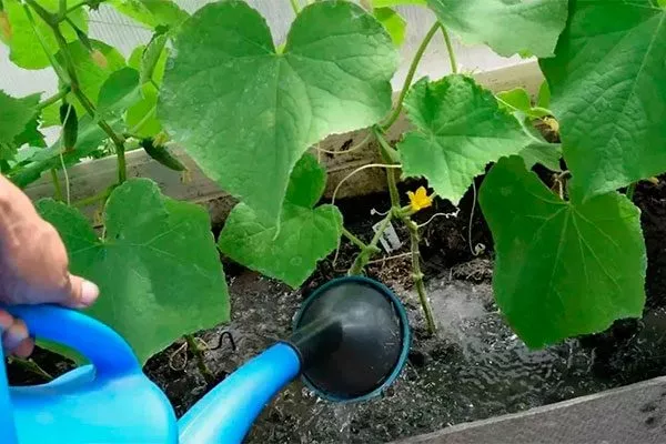 Поливы огурцов Санькина любовь15