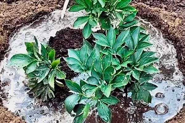 Поливы пиона Корал Чарм