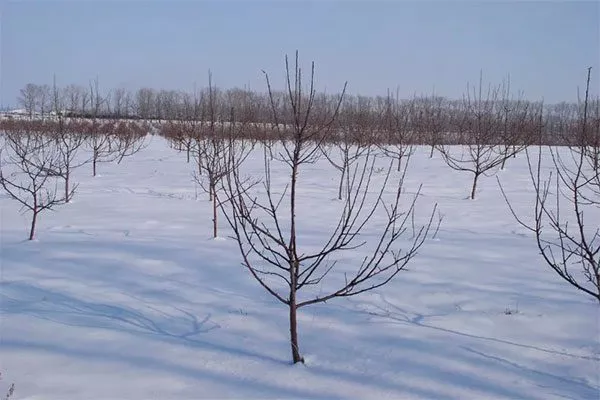 Полуплоская крона Обрезка яблони50