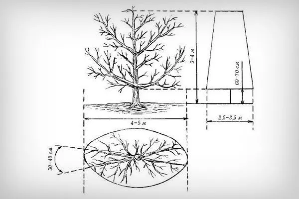 Полуплоская крона2 Обрезка яблони51