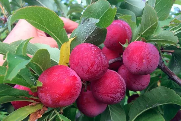 Пониклая для сибири и урала46