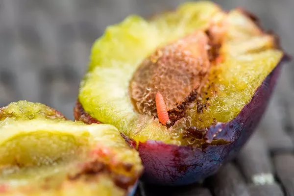 поражение полдожоркой меры борьбы22