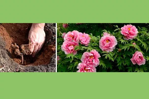 посадка 3 методы размножения пионов21