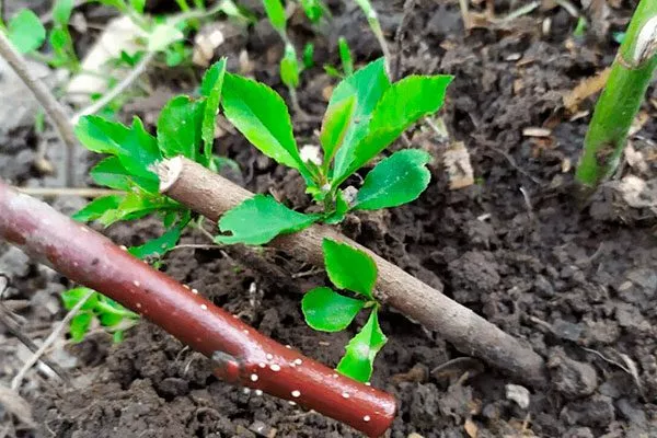 Посадка черенков 2 размножение алычи26