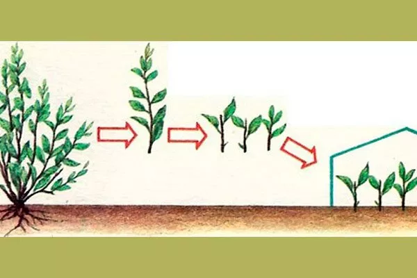 Посадка черенков размножение алычи27