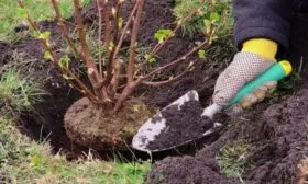 посадка ирги на даче