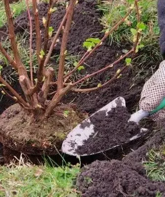 посадка ирги на даче